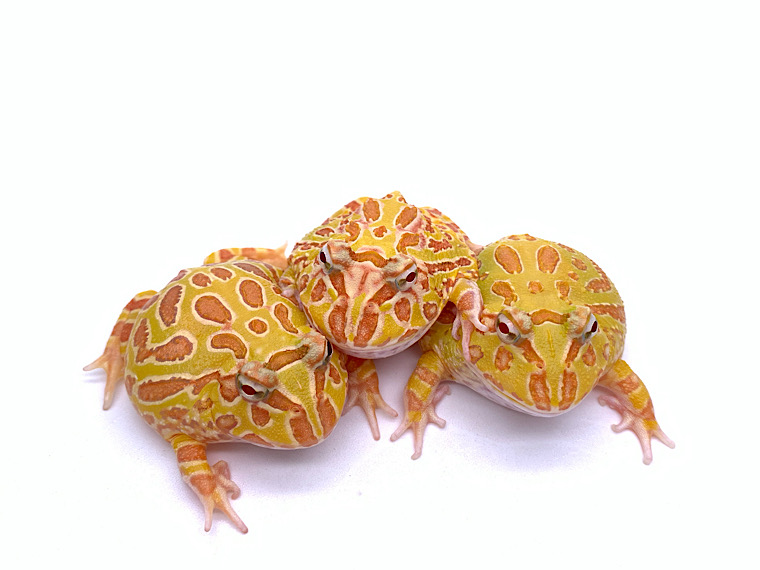 Albino Pacman Frog 